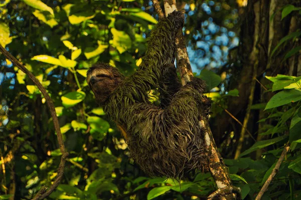 Male Sloth Tree Branch National Park Costa Rica — Stock Photo, Image