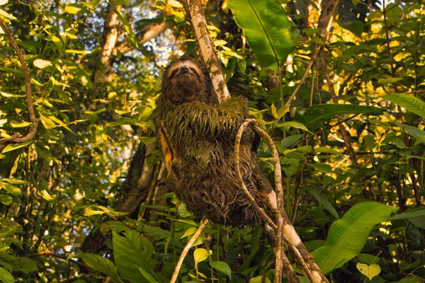 Ленивец Ветке Дерева Национальном Парке Costa Rica — стоковое фото