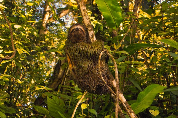 male sloth on a tree branch in a national park of costa rica