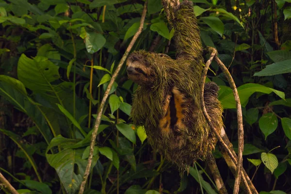 Perezoso Macho Una Rama Árbol Parque Nacional Costa Rica — Foto de Stock