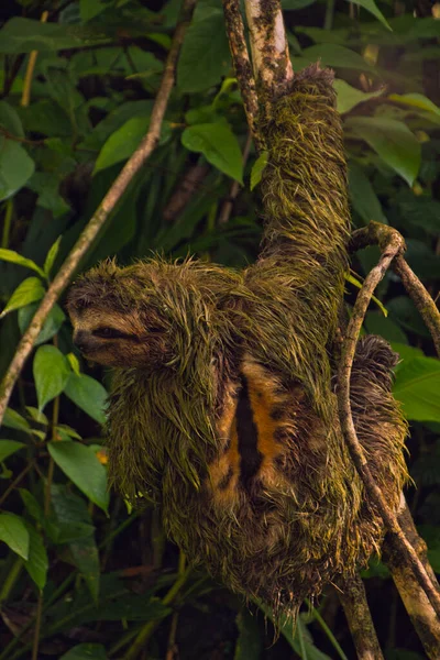 コスタリカ国立公園の木の枝にいるオスのナマケモノは — ストック写真