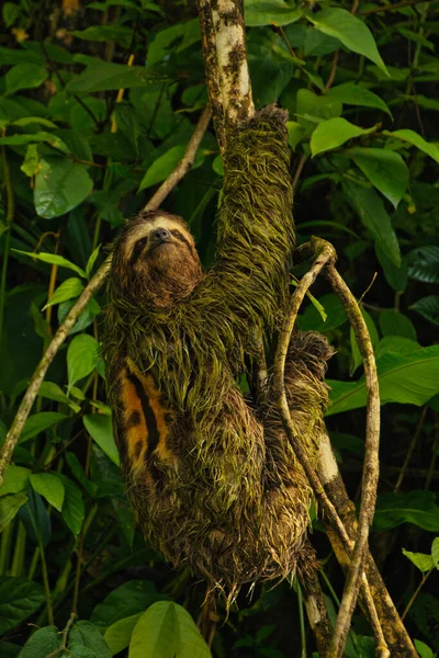 Perezoso Macho Una Rama Árbol Parque Nacional Costa Rica —  Fotos de Stock