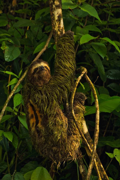 male sloth on a tree branch in a national park of costa rica