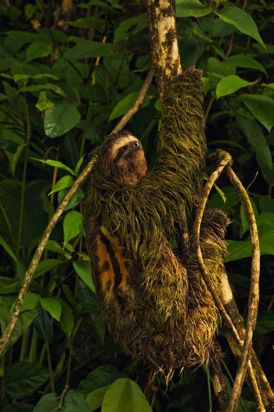 Preguiça Masculina Galho Árvore Parque Nacional Costa Rica — Fotografia de Stock