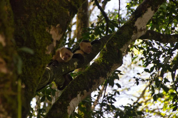 Singes Capucins Sommet Une Branche Arbre Dans Parc National Costa — Photo