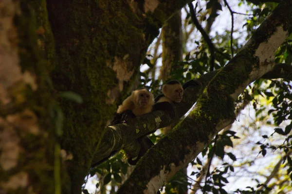 Singes Capucins Sommet Une Branche Arbre Dans Parc National Costa — Photo