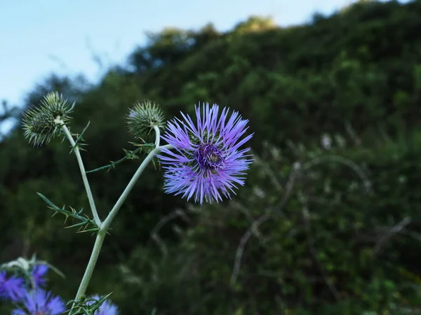 Planta Silvestre Con Flor Color Lila Violeta Morada — Stockfoto