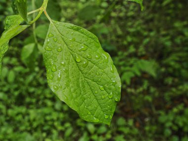 green leaf covered with water droplets from the rain