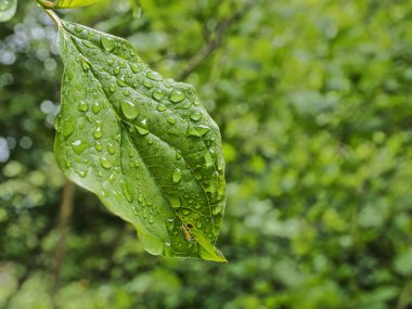 green leaf covered with water droplets from the rain