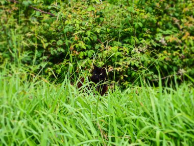 Black cat crouching and hiding in the green grass