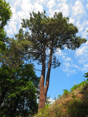 tall pine with double trunk