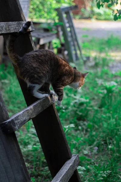 Cat Sitting Wooden Ladder Preparing Jump — Stock Photo, Image