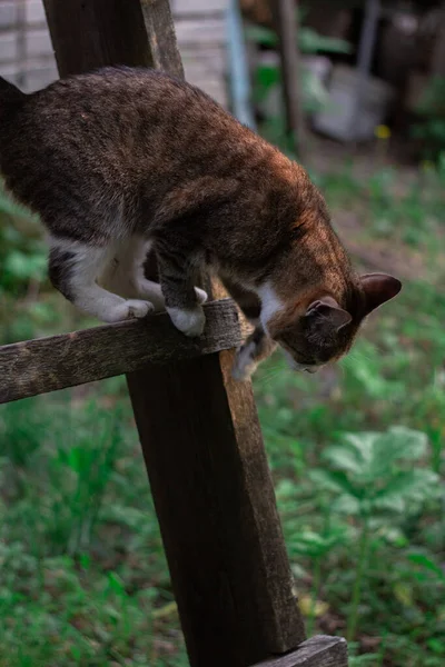 Kucing Itu Sedang Duduk Tangga Kayu Dan Mencoba Untuk Turun — Stok Foto