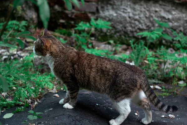 Chat Tricolore Regarde Devant Lui Debout Dans Une Belle Pose — Photo