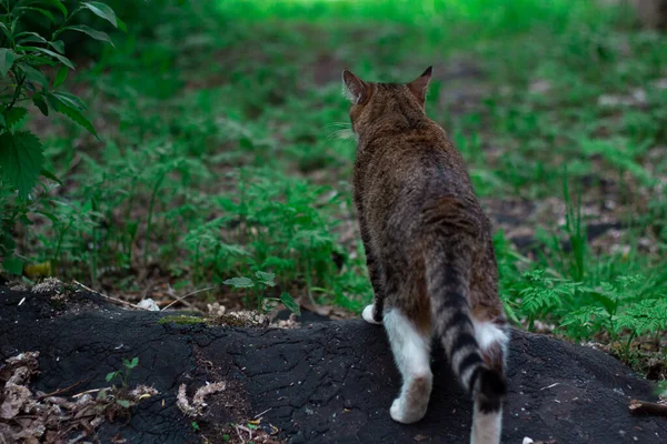 Tricolor cat looks in front of him standing in a beautiful pose against the background of green grass. Rear view. — Stock Image Tricolor Cat Looks Front Him Standing Beautiful Pose Background Green Stock Image
