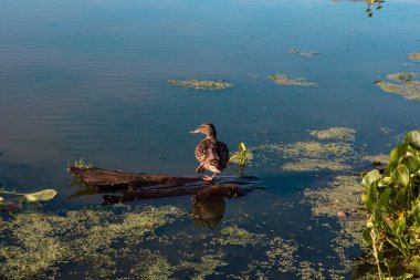 Bir ördek nehirde bir çıkmazda oturuyor. Yeşil bitki örtüsü etrafında