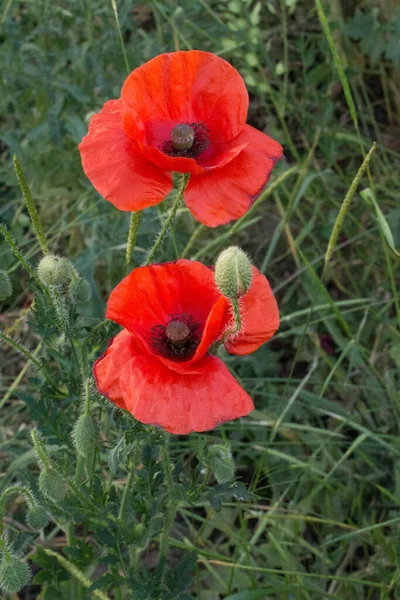 Red poppies in the field against the background of the green truss — Stock Photo, Image