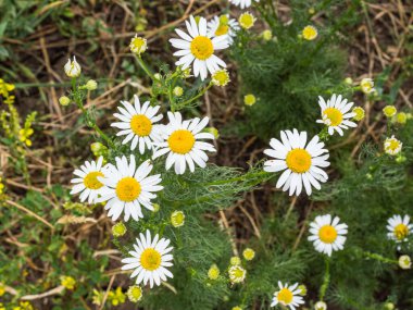 Vahşi papatyalar. Yaz güneşi doğaldır.