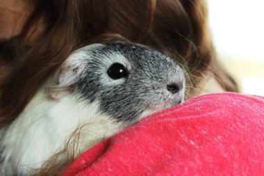 Guinea pig in the woman's hands. clipart