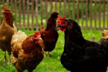 Bahçedeki tavuklar yeşildir.