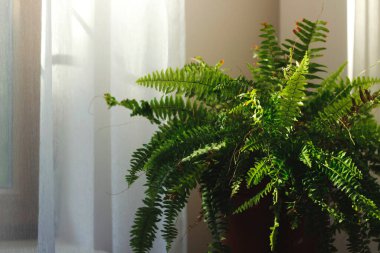 house plant fern green window clipart