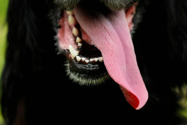 Glücklich Hund Portrait Zunge Rosa — Stockfoto