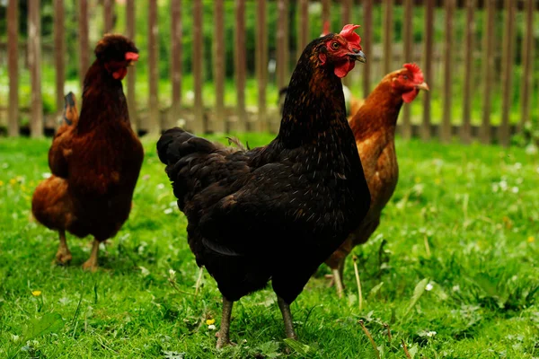 Chickens Backyard Hen Green — Stock Photo, Image