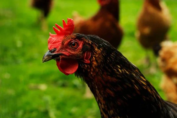 Chickens Backyard Hen Green — Stock Photo, Image