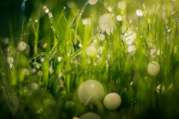 Morning Grass Dew Drops Green — Stock Photo, Image