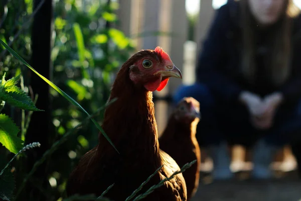 Woman Holding Chicken Farm — Stock Photo, Image