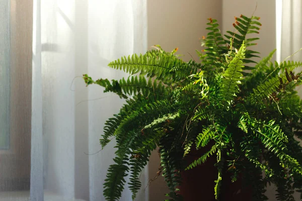 House Plant Fern Green Window Stock Picture