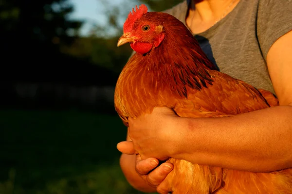 Woman holding a hen farm eggs