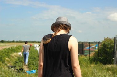 İnsanlar tarlada çilek topluyor..