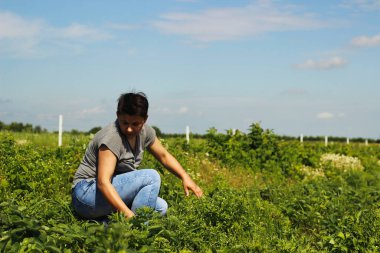 İnsanlar tarlada çilek topluyor..