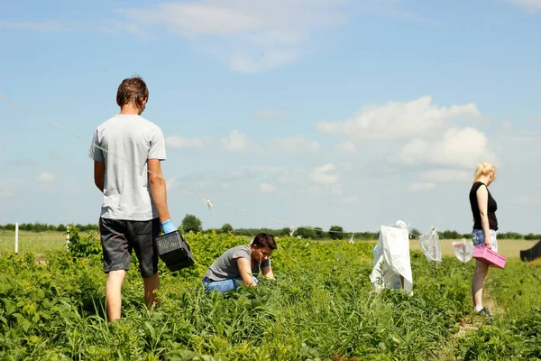 People Collecting Strawberries Field Stock Image