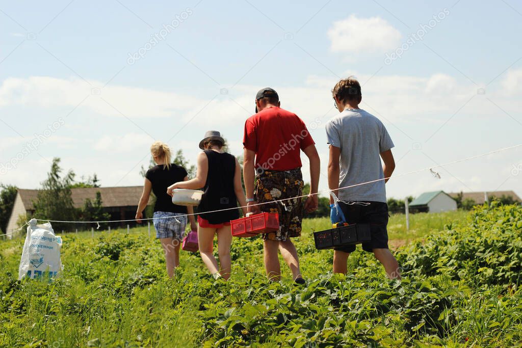 People collecting strawberries in the field.