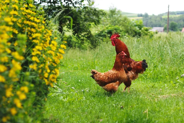 Animals Garden — Stock Photo, Image