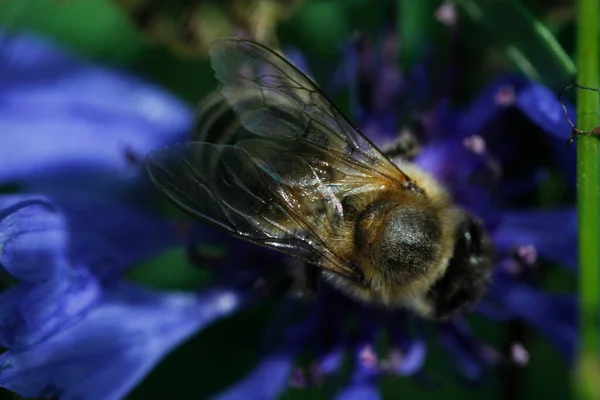 Макро Фото Пчелы — стоковое фото