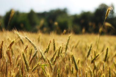 Sahada altın tahıl