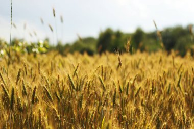 Sahada altın tahıl