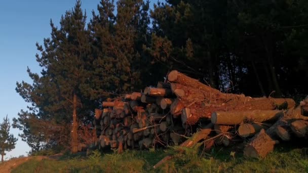 Hromada Dříví Podpal Lese Při Západu Slunce — Stock video
