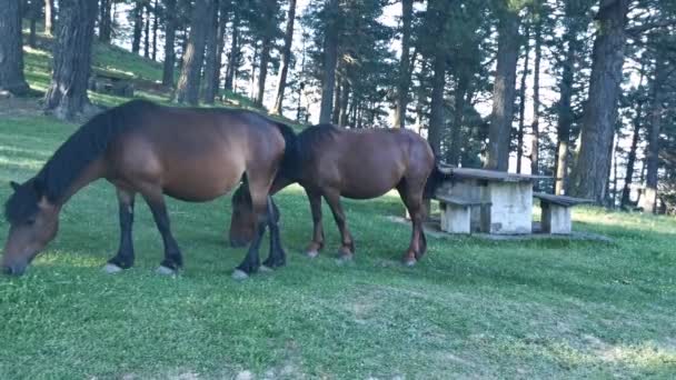 Braune Pferde Weiden Auf Den Wiesen Des Pagazarri — Stockvideo