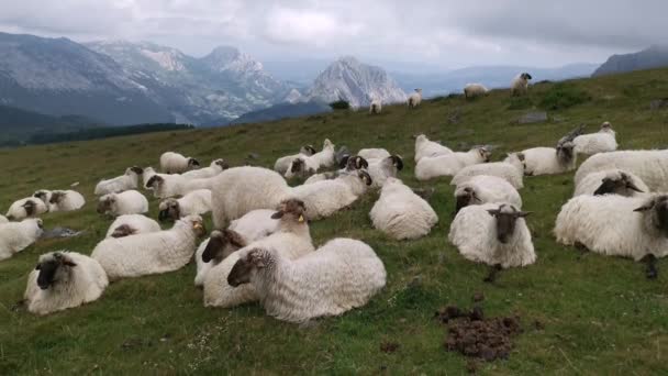 Troupeau Moutons Paissant Reposant Surplombant Chaîne Montagnes Anboto — Video