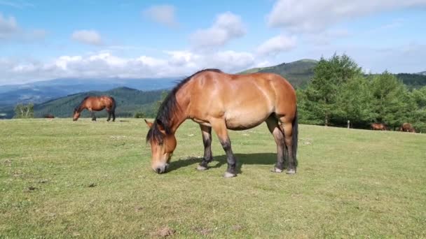 バスク地方のウルキオラの緑の牧草地で馬の放牧 — ストック動画