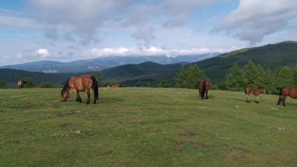 Pferde Weiden Auf Den Grünen Wiesen Von Urkiola Baskenland — Stockvideo