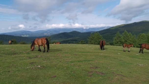 Pâturage de chevaux dans les prairies verdoyantes d'Urkiola au Pays Basque