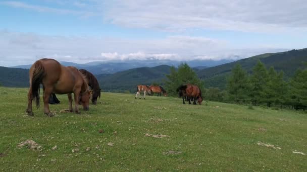 Pâturage Chevaux Dans Les Prairies Verdoyantes Urkiola Pays Basque — Video