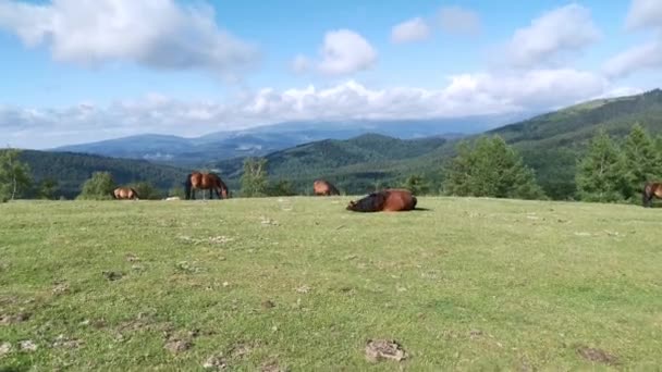 Konie Pasące Się Zielonych Łąkach Urkioli Kraju Basków — Wideo stockowe