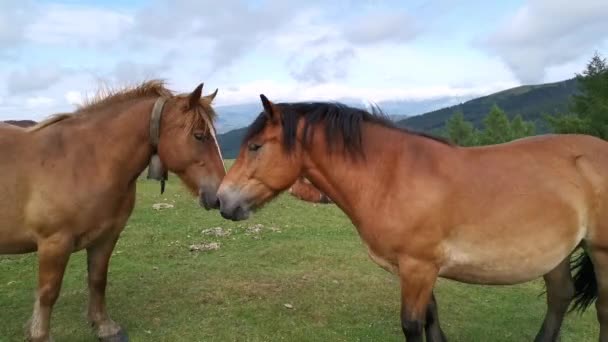 Chevaux Bruns Léchant Dans Les Prairies Urkiola Pays Basque — Video