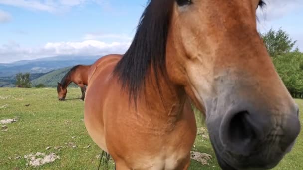 Horses Grazing Green Meadows Urkiola Basque Country — Stock Video